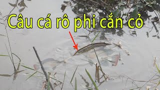 Câu cá rô phi thiên nhiên , câu trúng bầy cá đói để xuống là ăn , giật sướng tay