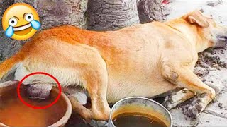 БЕССТЫЖИЕ ЖИВОТНЫЕ КОТОРЫЕ ПЕРЕШЛИ ВСЕ ГРАНИЦЫ