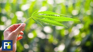 ¿Marihuana y sexo? La conclusión de este estudio te sorprenderá