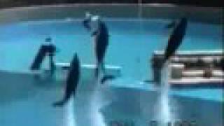 Seagull meets Dolphin