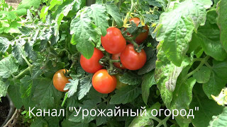 КАК УСКОРИТЬ СОЗРЕВАНИЕ ТОМАТОВ!ПРОСТОЙ СПОСОБ!