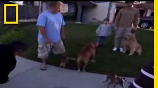 Calm Down! | Dog Whisperer