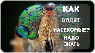 Как видят насекомые?