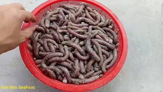 ĐỘC LẠ VỚI MÓN ĂN TỪ GIUN BIỂN | VÂN ĐỒN SEAFOOD