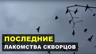 Скворцы доедают последний виноград