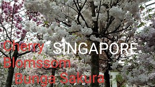 Bunga Sakura?Cherry Blomssom di Singapore//FlowerDome Marina by the Bay//Info diskripsi