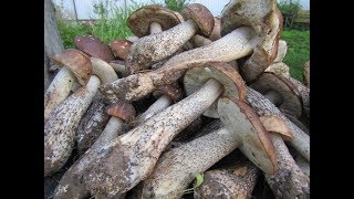 Тихая охота 2018 . Я был в шоке от увиденного!