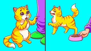 Os Comportamentos Mais Estranhos Dos Gatos