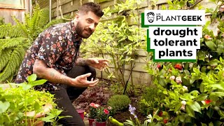 Drought Tolerant Plants | Enjoy Your Garden