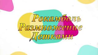 Размножение чеснока рокамболь детками