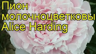 Пион молочноцветковый Алиса Хардинг. Краткий обзор, описание paeonia lactiflora Alice Harding