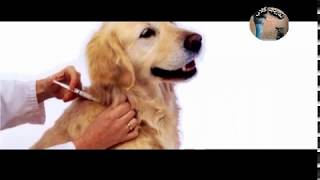 طريقه تجعل بها كلبك صحى وقوى