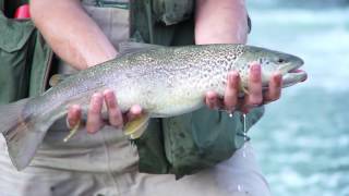 Zona big fish APDT Trento