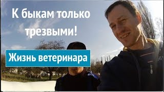 Жизнь ветеринара #4 ТРЕЗВЫЕ прививаем бычков!