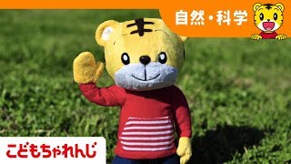 ＜こどもちゃれんじ＞「たんぽぽをさがしにいこう」しまじろう編【しまじろうチャンネル公式】
