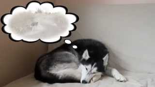 Mishka the Talking Husky is Dreaming!