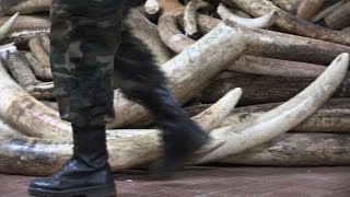 New boss aims to get Kenya's wildlife service back on track