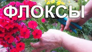 Флоксы. Выращивание,размножение,посадка флоксов.