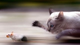Кот охотится на мышь