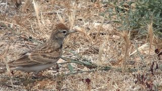 Terrera común (Calandrella brachydactyla) Greater Short-toed Lark