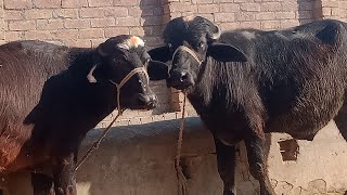 نیلی کی خوبصورت چوٹی اور خوبصورت سنڈہ برائے فروخت 25-01-2020