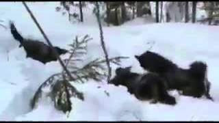 Охота на медведя поднятие берлоги