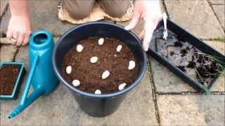 Grow Leeks. Planting 10 Leeks in a 10 inch pot to grow on my Patio, was a big success!