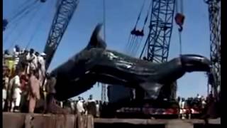 самая большая рыба в мире а точнее сом
