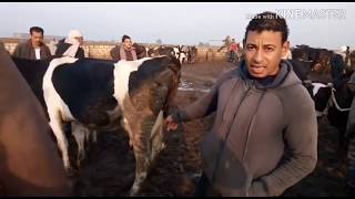 تقرير كامل من سوق كفر الشيخ اليوم16/1/2020 عن البقر الوالد