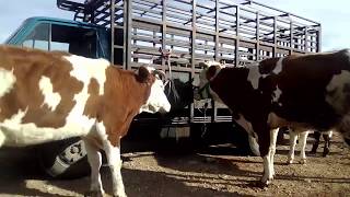 اسعار الابقار ليوم : 17 -12 -2019 بسوق المواشي بالجلفة Cows prices in livestock markets