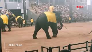 Elephant Show & Thai culture program Nong Nooch Garden Pattya (हाथियों का अद्भुत शो)