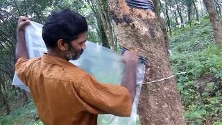 natural rubber /rain guard for monsoon tapping