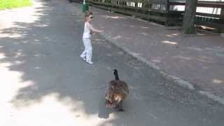 В зоопарке девочка смешно кормит птиц. РЖАЧ In a zoo funny girl feeds the birds