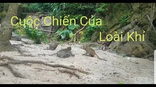 Khám phá  Cuộc sống Loài Khỉ  Đảo Cát Bà Hải Phòng .  Monkey Island tourism in Cat Ba