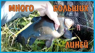 ЛОВЛЯ РЫБЫ НА ВЕРШУ  ТАКОГО УЛОВА Я НЕ ОЖИДАЛ!