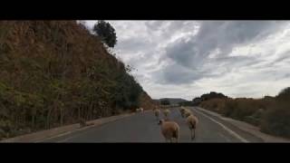 Kreta - Kozy/ Die Kretische Wildziege/ γίδα/ die Ziege / Kri-Kri / Cretan Wild Cat/Griechenland