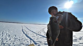 Зачем Нам Щуки с Такими Окунями. Они разгибают крючки. Ловля огромных окуней