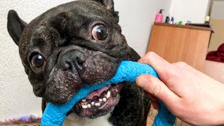Хозяин не поддержал свою собаку в желании играть