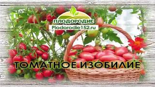 ТОМАТНОЕ ИЗОБИЛИЕ! ЧАСТЬ 1