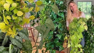 How I Grow Massive Pothos & Philodendron Vines:  Tips You Need to Know!