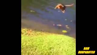 ВАМ ПОНРАВИТСЯ !!! Кот прыгнул в воду. Кто не смеется тот...