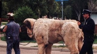 Самая большая собака в мире