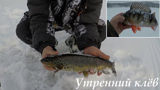 СУПЕР РЫБАЛКА НА КУМЖУ (утро) / SUPER FISHING FOR TROUT (morning)