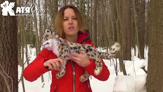барс сероглаз