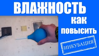 Как повысить влажность в инкубаторе Несушка, Наседка и других пенопластовых