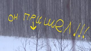Охота на зайца с эстонской  гончей.2020г. 19 серия.