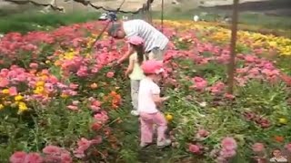 קטיף פרחים עצמי באיזור עמק האלה. חוה"מ פסח תשע"ג