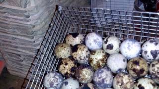 Укладка яиц в лотки. Закладка в инкубатор