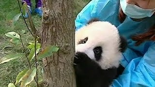 Así aprende un oso panda a trepar árboles BBC MUNDO