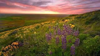 Jon Bourne — Physalis (Miroslav Vrlik Remix)